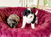 Toy cavappo Puppies