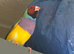 Gouldian Finch price for all 3