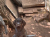 Wirehaired short haired pointer cross