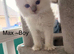 Ragdoll pure breed kittens Ready now !!