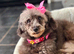 Maltese poodle 3 years poodle 8 years