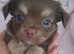 Long Coat Chihuahua puppies
