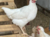 Amberlink hens