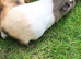 3 female guinea pigs for sale