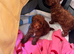 Dark red toy poodles available