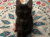 1 Black kitten  ready for her new homes