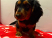 Long and short haired mini dachshund pups