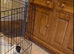 5 month male Sprocker Spaniel