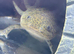Axolotl
