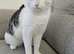 Male cat