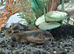 Breeding Group of Bronze Corydoras for sale