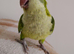 Lime Green Quaker Beautiful Female Very Tame & Talks