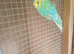 Budgies for sale