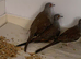 Dimond doves