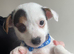 4 traditional Jack Russel puppies for sale