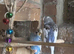 Lovely blue and white budgies 25/26 bird
