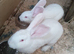 One  14 week old continental x flemish giant rabbit left