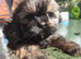 Shih tzu puppies