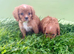 King Charles Cavalier puppies