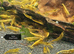 Yellow Shrimp - Mixed grade &pound;1.00 each