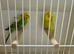 Helicopter budgies
