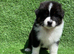 Australian Shepherd Puppies