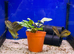 Rainbow Cichlid (Herotilapia Multispinosa)