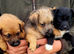 Jack Russell x Terrier