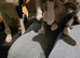 3 taby male kittens