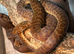 Childrens Python at Birmingham Reptiles