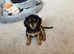 2 King Charles cavalier cross cavapoo girls.