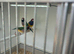 Gouldian finch