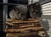 Beautiful chinchillas for sale