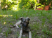 FLUFFY – The Little Survivor With the Gentle Soul