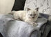 Pure Ragdoll boy 9wks old