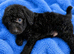 Labradoodle F1B Health clear pups
