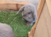 Lop bunnies