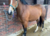 Lovely stocky irish filly 3yrs
