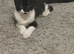 Kitten boy black and white