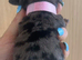 Miniature Doxiepoos