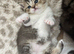 Beautiful BSH .. Rainbow of colour excellent pedigree