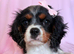 Beautiful Cavalier girl