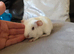 Guinea pigs male and female