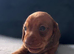 PRA clear Miniature Dachshund Boys.