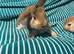 Baby boy bunnies still available