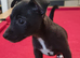 Jack Russell puppies