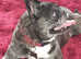Frenchie wanted
