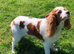Female old cavalier king Charles cross for sale