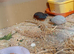 Chinese painted quail for sale in WS3