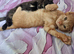 Luna, Zuko, Persik and Sushi